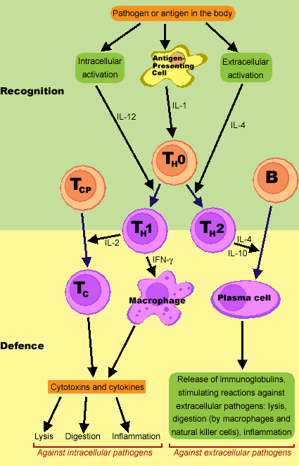T Cell Immunity